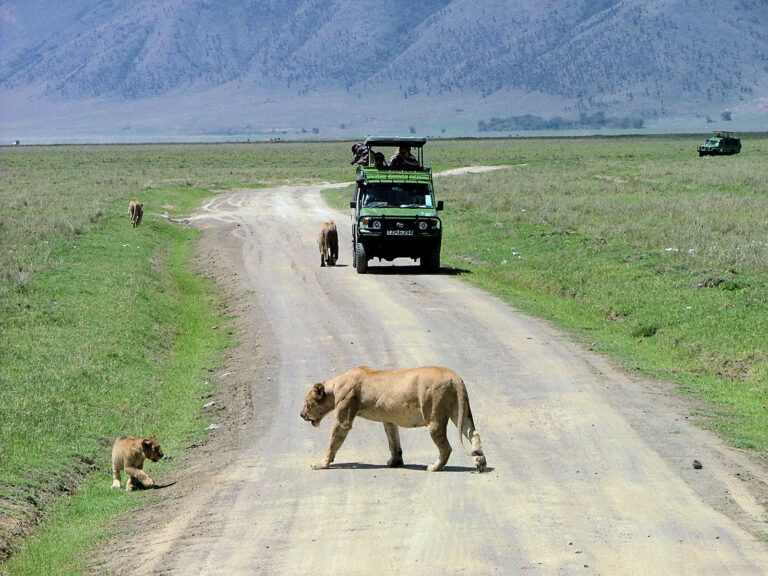 Réussir son safari en Tanzanie