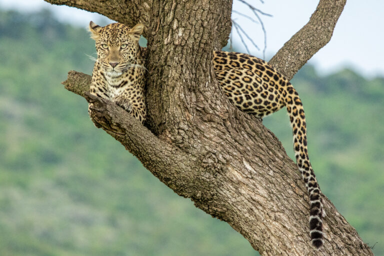 Où observer les animaux de la savane sans être dérangé par la foule ?