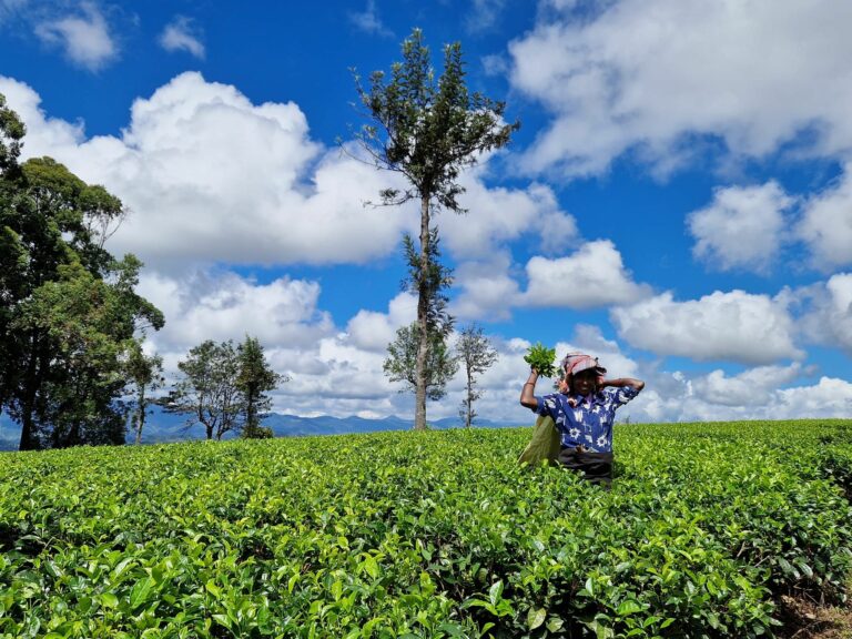 À quoi s’attendre lors d’un voyage au Sri Lanka