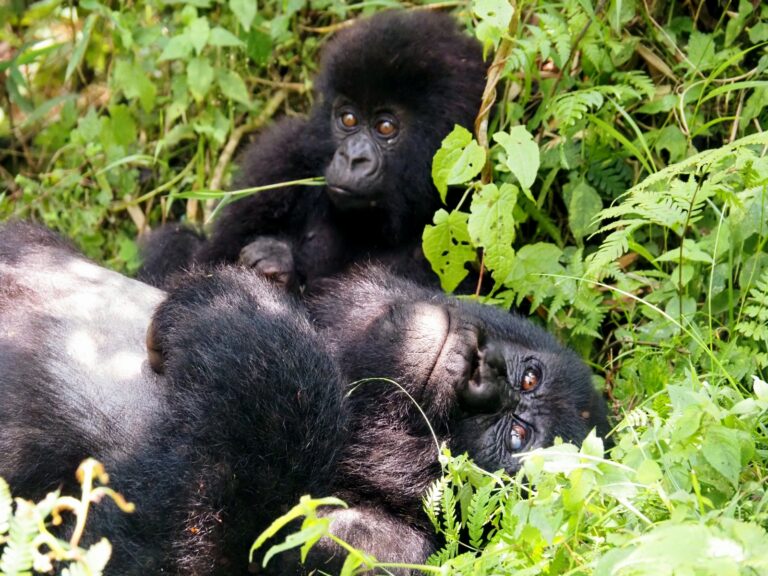 Rwanda sur mesure : un voyage entre gorilles, collines et renaissance d’un pays inspirant